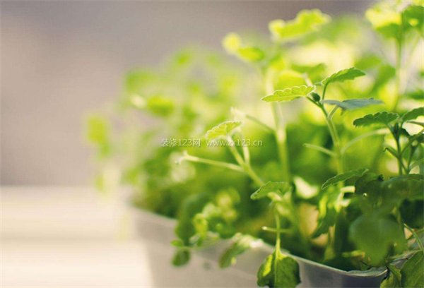 植物除味法 植物除味法
