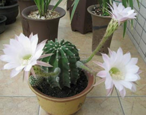 室內裝飾植物