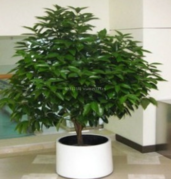 室內裝飾植物 室內裝飾植物