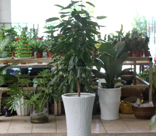 室內裝飾植物