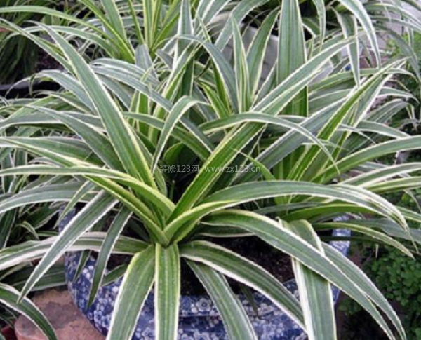 室內裝飾植物