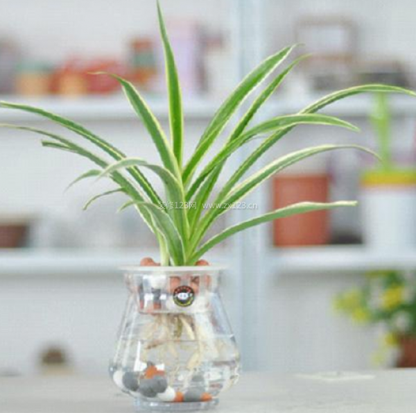 室內裝飾植物