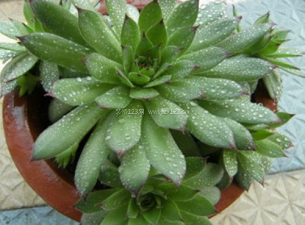 室內裝飾植物