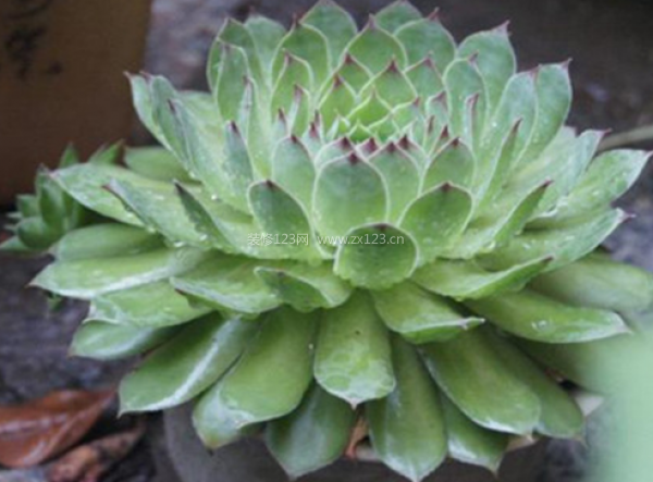 室內裝飾植物