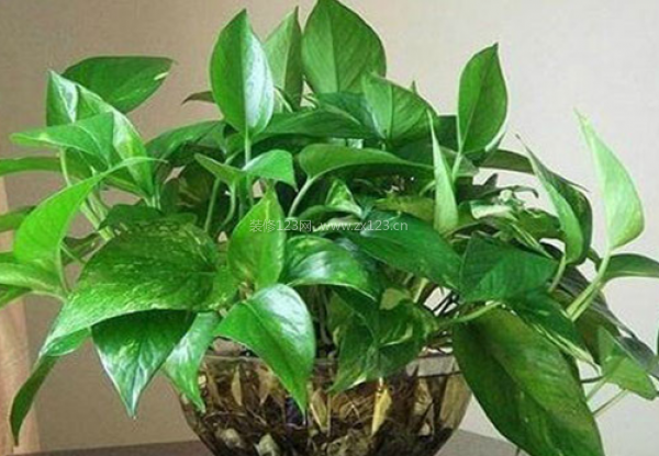 室內裝飾植物