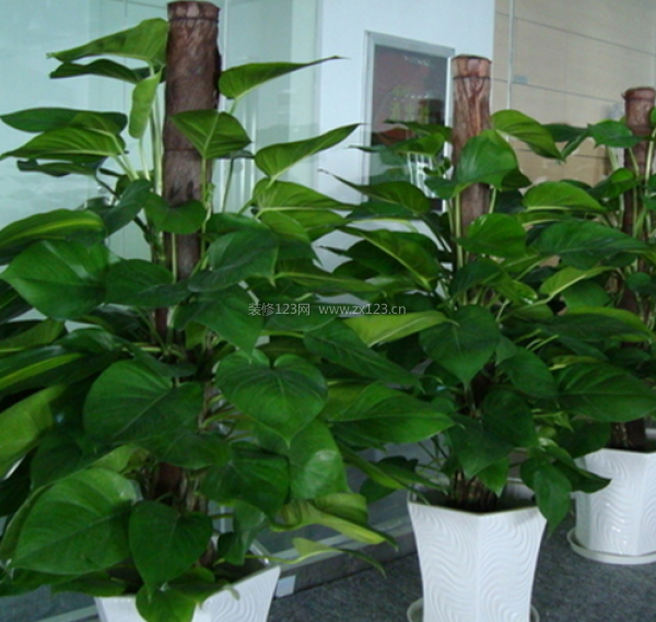 室內裝飾植物