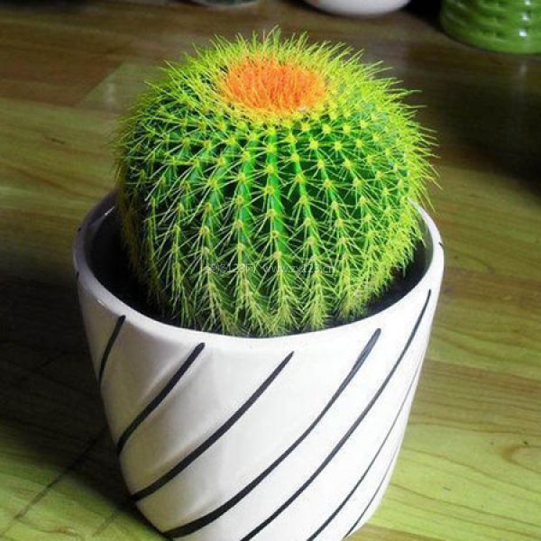 室內裝飾植物 室內裝飾植物
