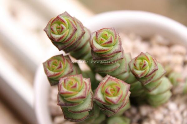 室內裝飾植物