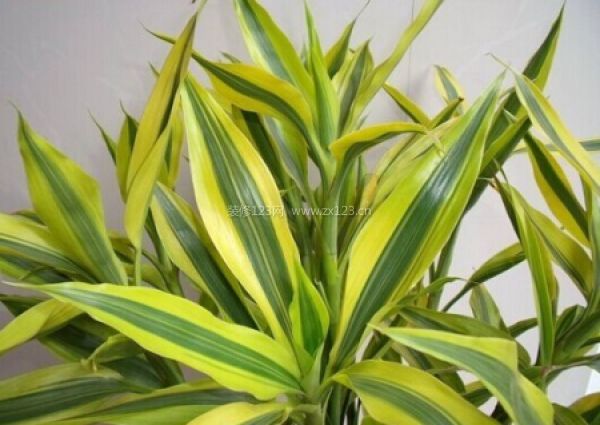 室內風水植物 室內風水植物