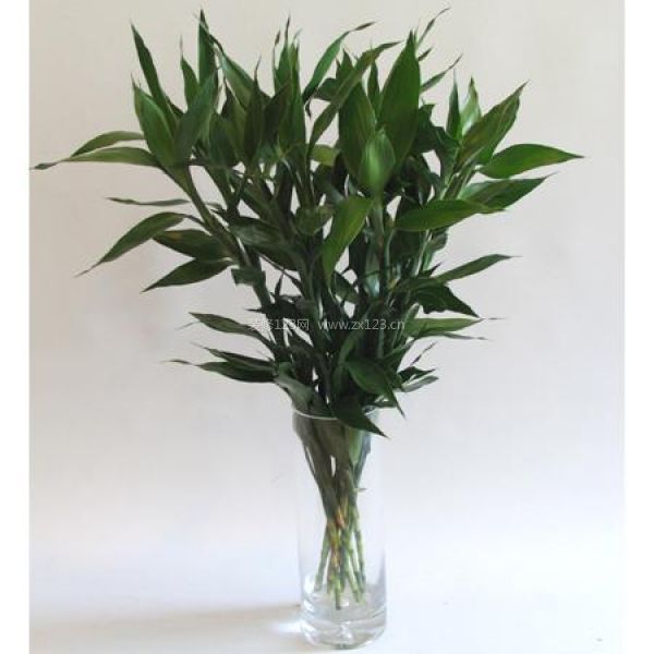 室內植物風水 室內植物風水