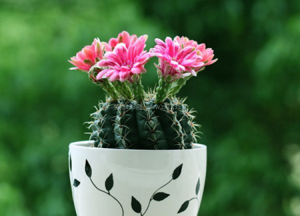 室內裝飾植物 室內裝飾植物