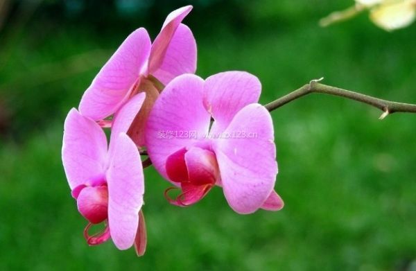 室內(nèi)裝飾植物 室內(nèi)裝飾植物