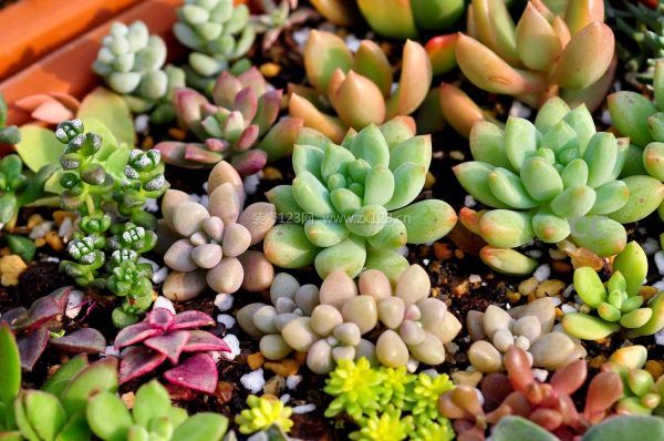 室內裝飾植物