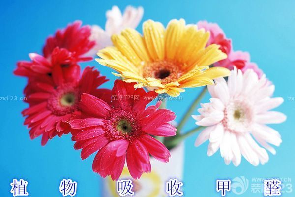 裝修后怎樣除甲醛 裝修后怎樣除甲醛