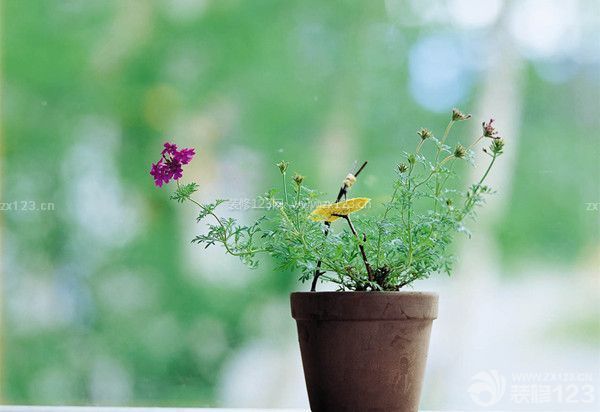 住剛裝修的房子要注意什么:植物消除甲醛 住剛裝修的房子要注意什么:植物消除甲醛